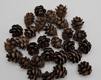 Small Hemlock Pine Cones