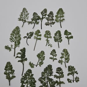 Pressed Small Greenery, Set of 30