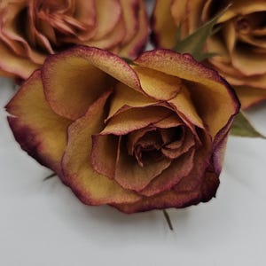 Preserved Spray Roses, 8 Pieces immagine 3