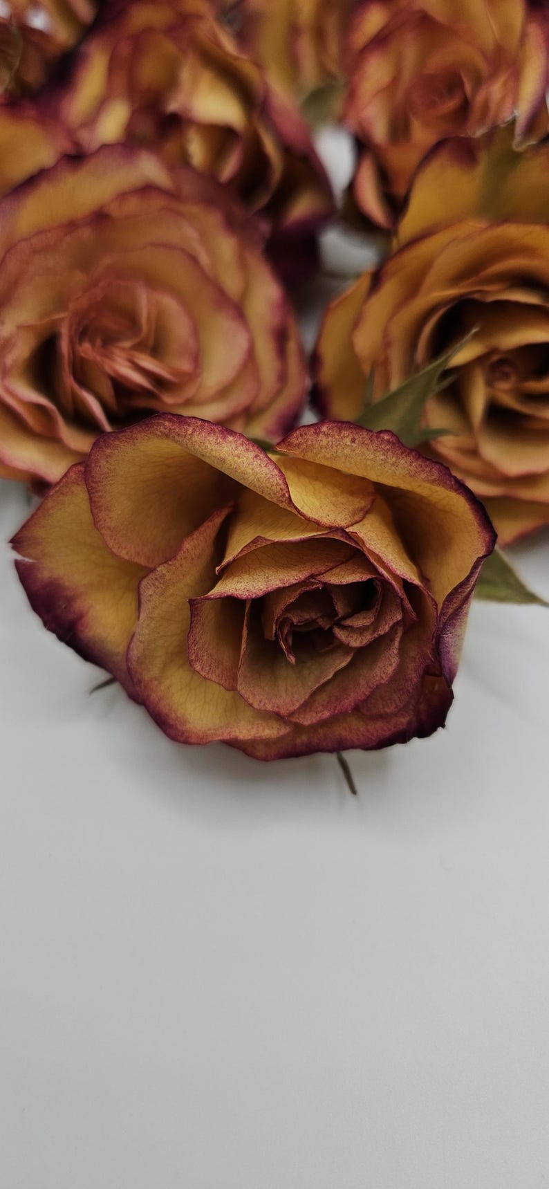 Preserved Spray Roses, 8 Pieces immagine 3