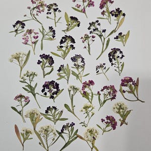 Alyssum Flowers, Pressed Small Flowers for Resin
