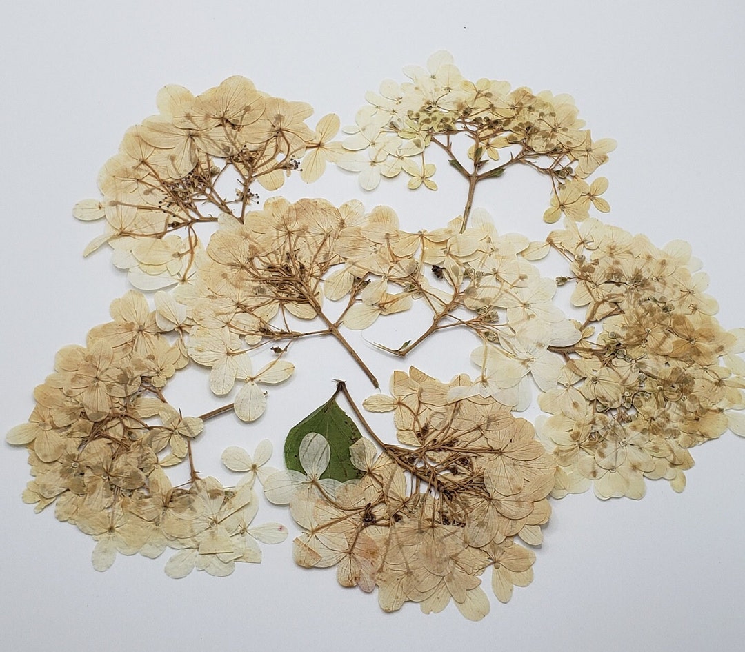 Pressed Hydrangea Flowers for Crafts Floral Projects for Etsy