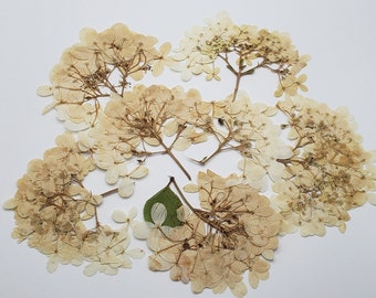 Pressed hydrangea flowers for crafts, floral projects, for wedding invitations, for card making, for pressed flower art, white dry flower