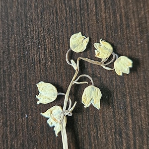Puede incluir: Tallo de flor seca con varias flores peque&ntilde;as, en forma de campana, de color amarillo p&aacute;lido. El tallo y las flores son de color marr&oacute;n claro, sobre una superficie de madera marr&oacute;n oscuro.