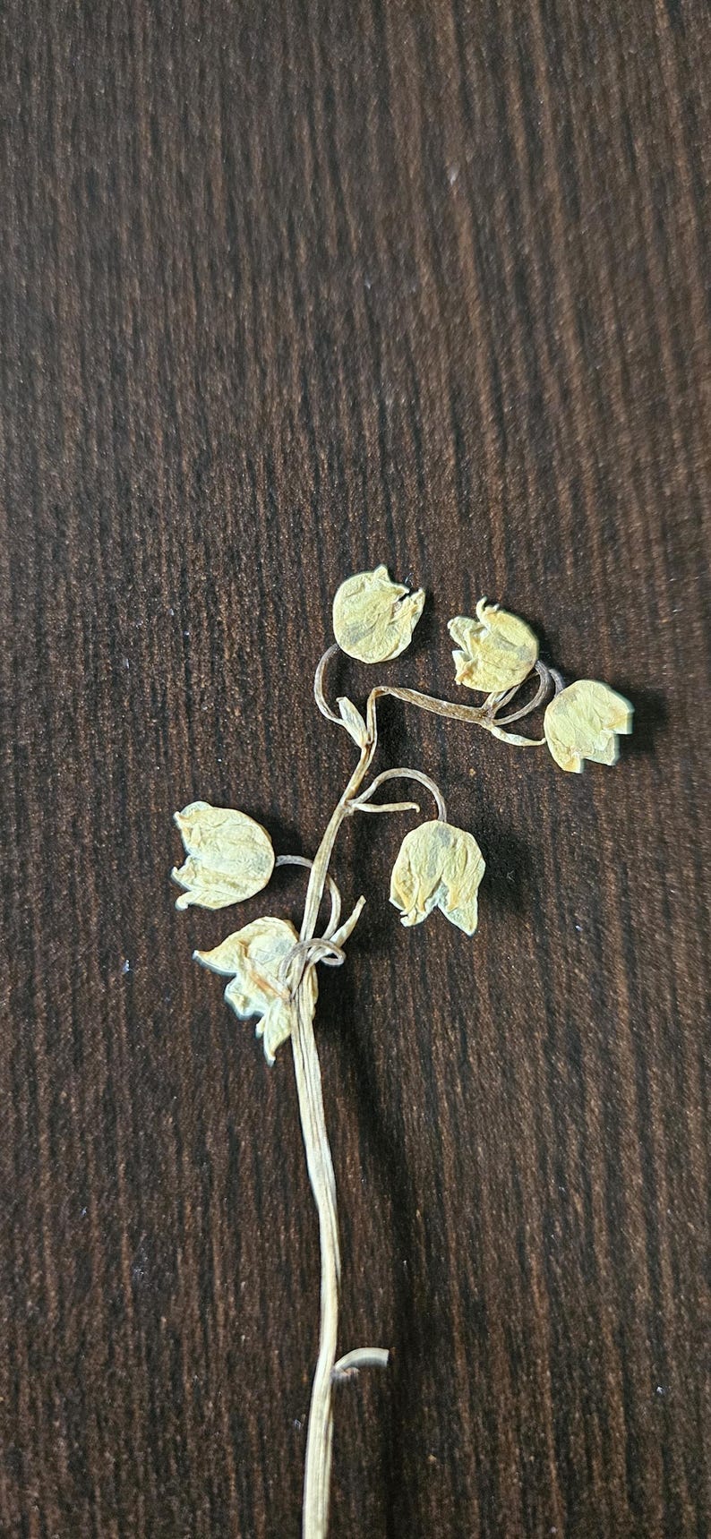 Puede incluir: Tallo de flor seca con varias flores peque&ntilde;as, en forma de campana, de color amarillo p&aacute;lido. El tallo y las flores son de color marr&oacute;n claro, sobre una superficie de madera marr&oacute;n oscuro.