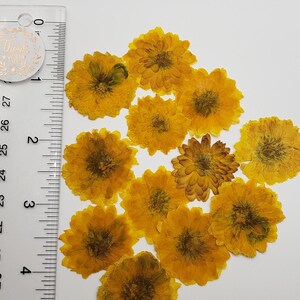 Pressed Mums, Dry Flowers for Crafts, for Resin, Multiple Colors