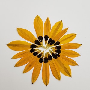 Unique Pressed Petals, Real Petals For Resin
