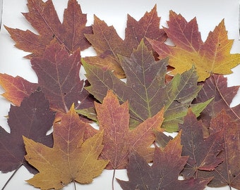 Pressed large Fall leaves for crafts, real dried Autumn leaves, colorfull leaf set for wall art, for large projects, real maple leaves