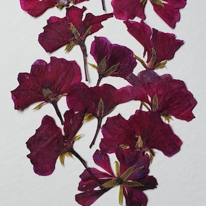 Pressed Geranium Flowers for Crafts, Rare Find Flowers for Resin, Dry Flowers
