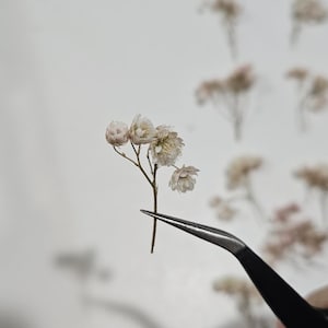 Mini Rice Flowers for Crafts, Dry Flowers for Resin, Ozothamnus Flower