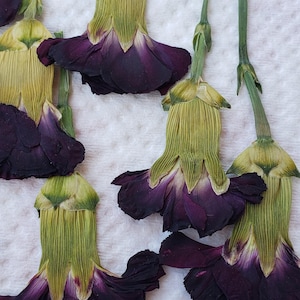 Pressed Small Carnations, Almost Black Flowers