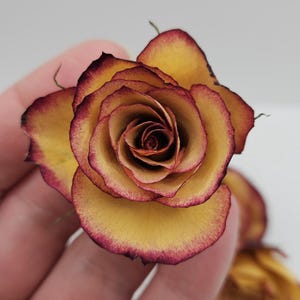 Preserved Spray Roses, 8 Pieces immagine 4