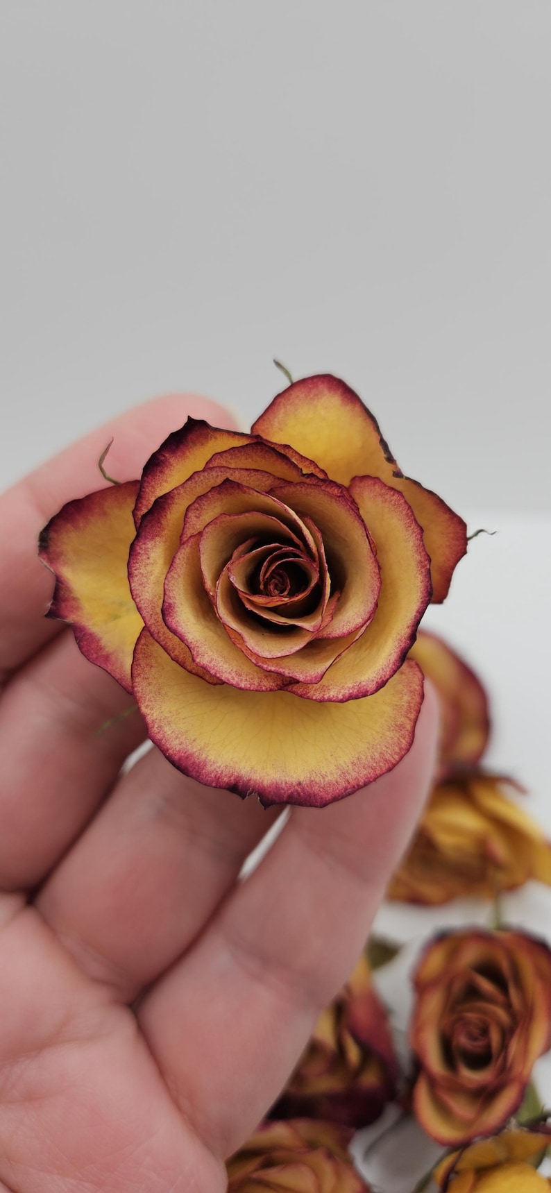 Preserved Spray Roses, 8 Pieces immagine 4