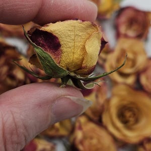 Preserved Spray Roses, 8 Pieces immagine 8