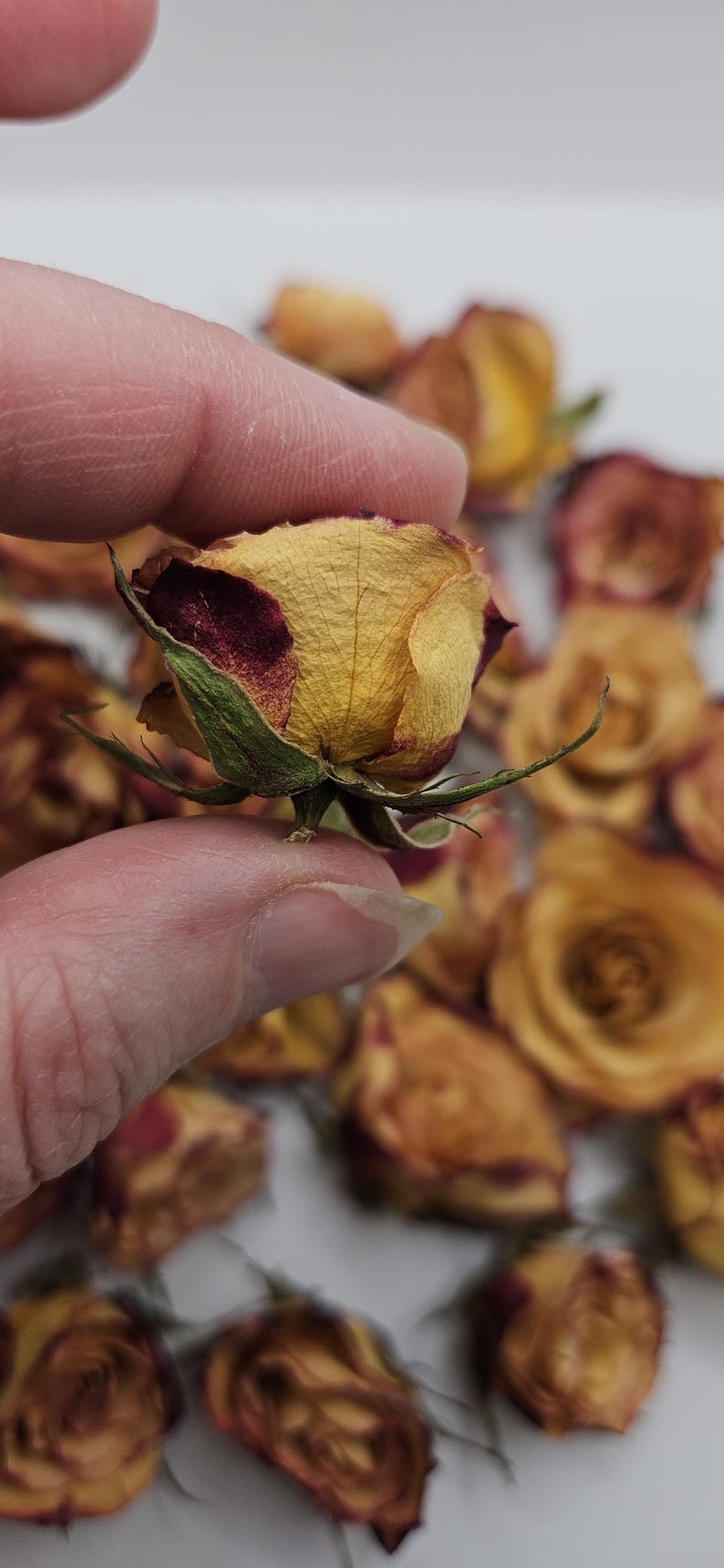 Preserved Spray Roses, 8 Pieces immagine 8