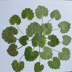 Real Pressed Leaf Set, Natural Dried Leaves