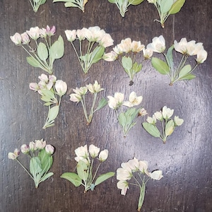 Spring Flower Buds, Pressed Flowers, 20 pcs