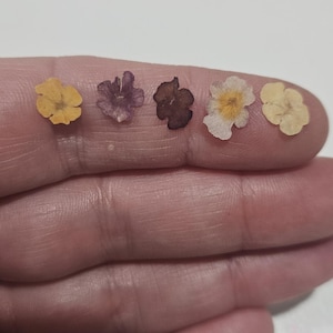 May include: Five small, delicate pressed flowers arranged in a row. The colors include a bright yellow, a muted purple, a deep dark brown, a white flower with a yellow center, and a pale cream, all featuring thin, flat petals.