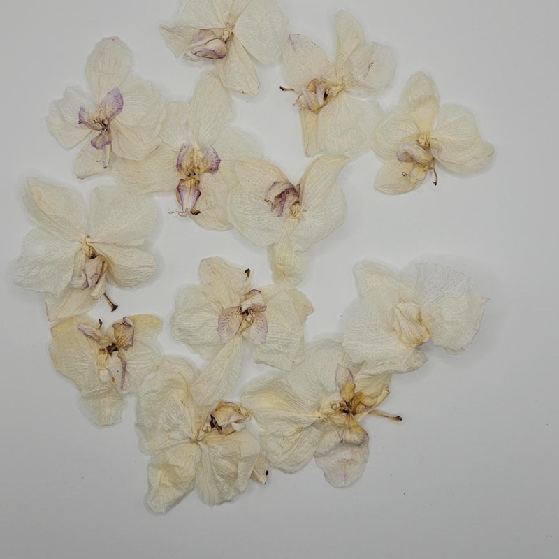 Dried Preserved Orchid - Etsy