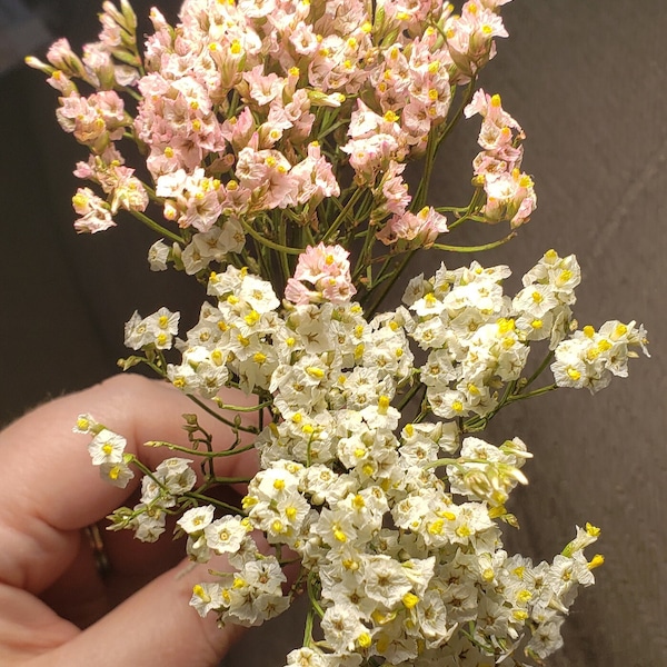 Dry German Statice, Small Bouquet Dry Flowers