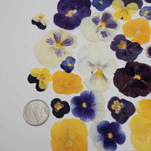 Pressed Dried Pansy Set, Pressed Flowers, 30 pcs image 7