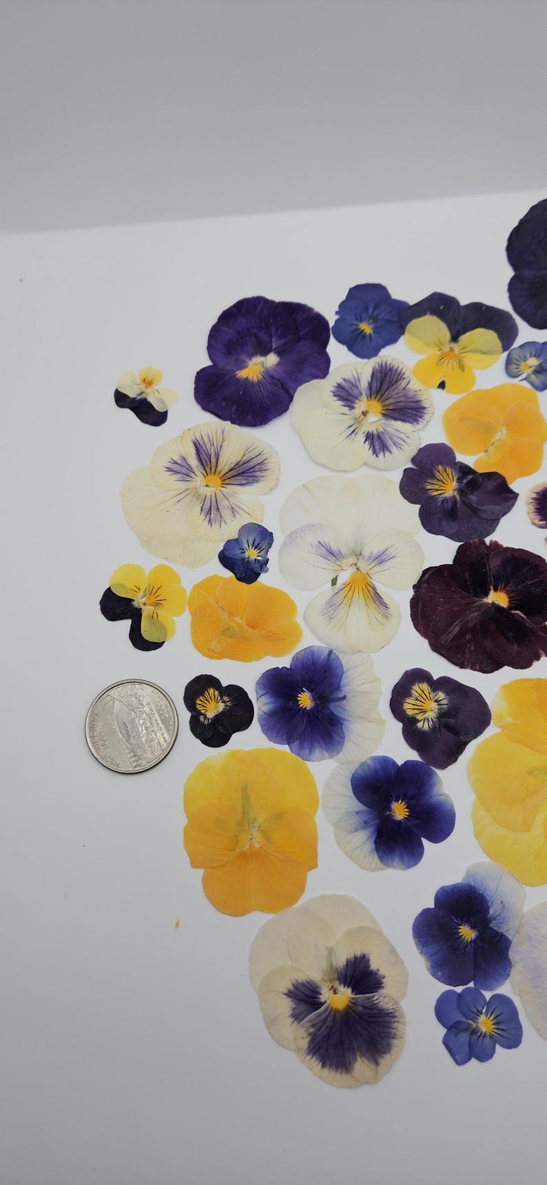 Pressed Dried Pansy Set, Pressed Flowers, 30 pcs image 7
