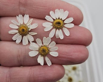 Flores de manzanilla secas