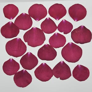 May include: A collection of deep magenta rose petals arranged on a white surface. The petals are various sizes and shapes, with a textured appearance. The petals have a gradient of color, with darker shades at the base and lighter shades towards the edges.