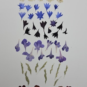 May include: Arrangement of dried flowers and leaves in a gradient pattern. The composition includes heart-shaped petals, white blossoms, blue cornflowers, purple petals, and brown flowers, all on a white background.