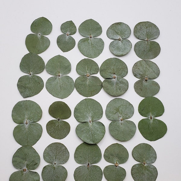20 Pressed Dried Eucalyptus Leaves for Crafts, Resin, Natural Greenery
