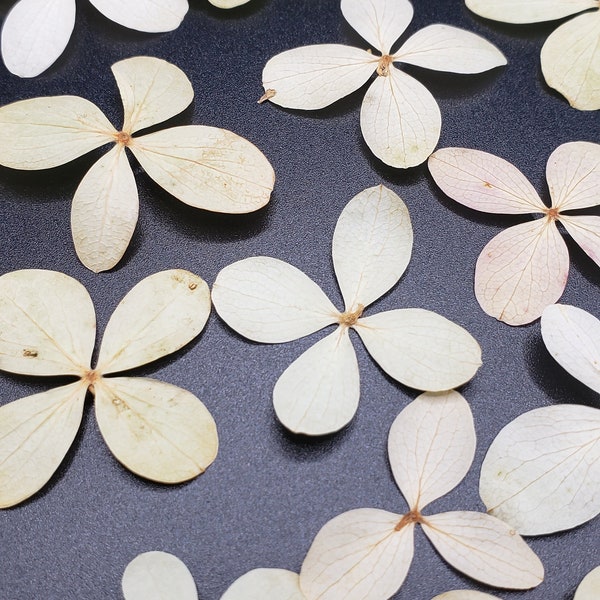 Pressed Hydrangea Flowers, Resin Supply, for Jewelry