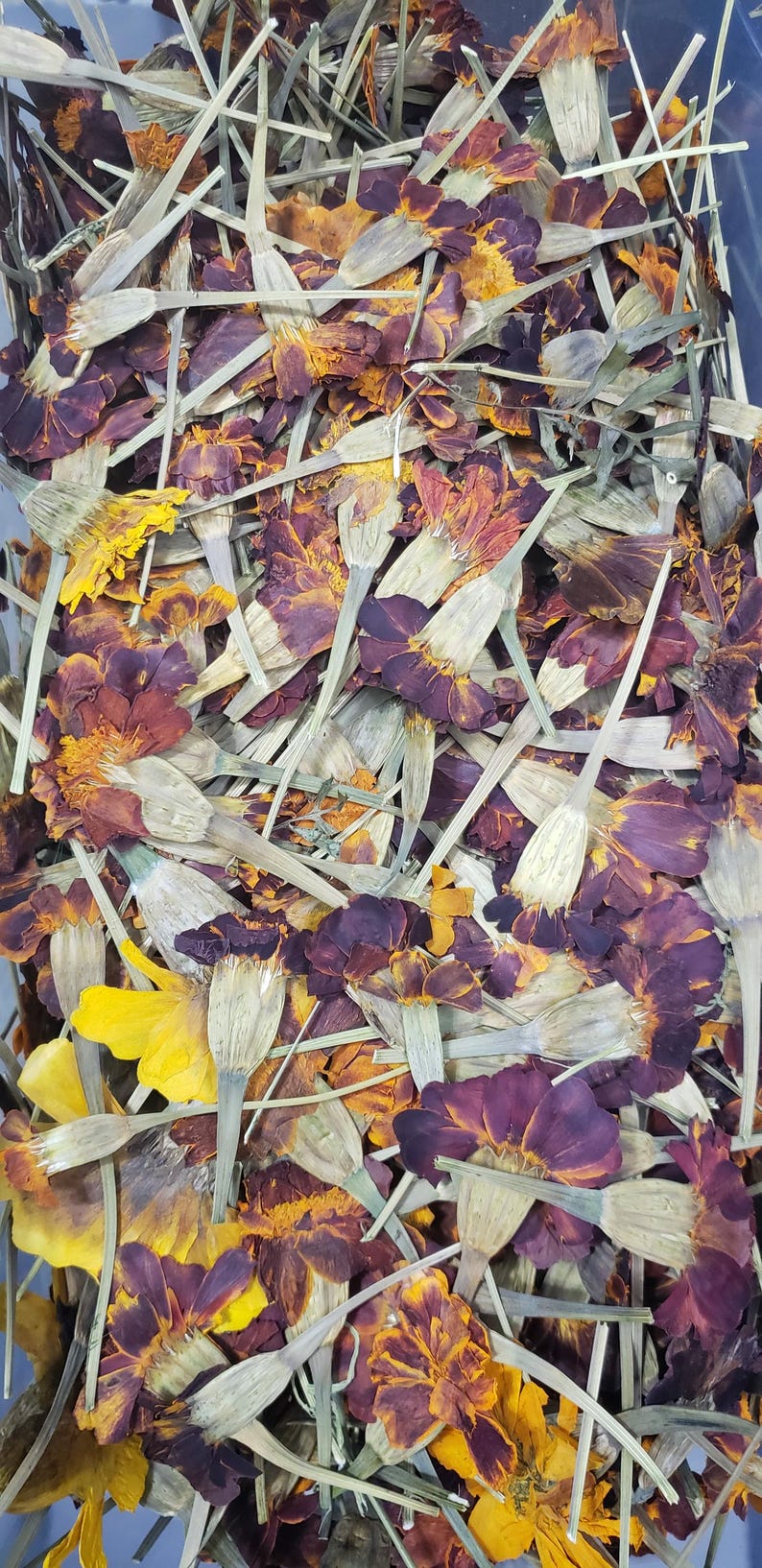 May include: A close-up of a pile of dried marigold petals in shades of orange, yellow, and purple. The petals are scattered randomly and some are still attached to their stems.