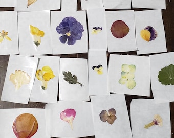 20 Pieces Real Pressed Flower Stickers