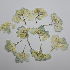 Pressed Green Hydrangea Flowers
