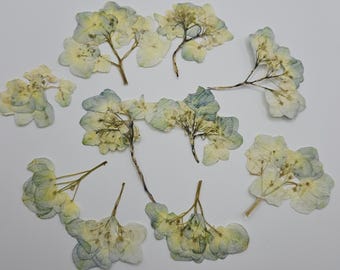 Pressed Green-Blue Hydrangea Flowers