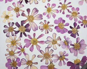 Cosmos Flowers, Pressed Dry Flowers, 30 Pieces