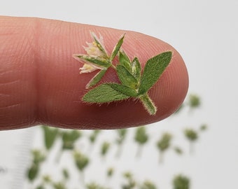 Pressed Tiny Wild Flowers, 30 Pieces