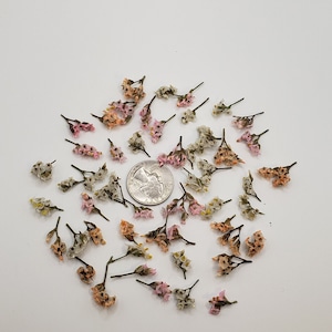 May include: A collection of small, dried flower sprigs in shades of pink, peach, and off-white, arranged in a circular pattern around a silver-colored United States quarter coin, which serves as a scale reference for the size of the blossoms.