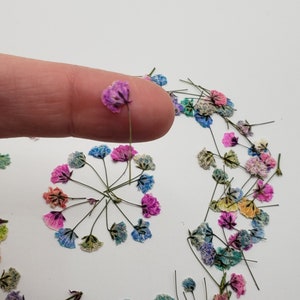 May include: A collection of dried flowers in various colors, including pink, blue, purple, and yellow. The flowers are arranged in a circle on a white background.