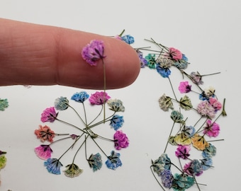 May include: A collection of dried flowers in various colours, including pink, blue, purple, and yellow. The flowers are arranged in a circle on a white background.