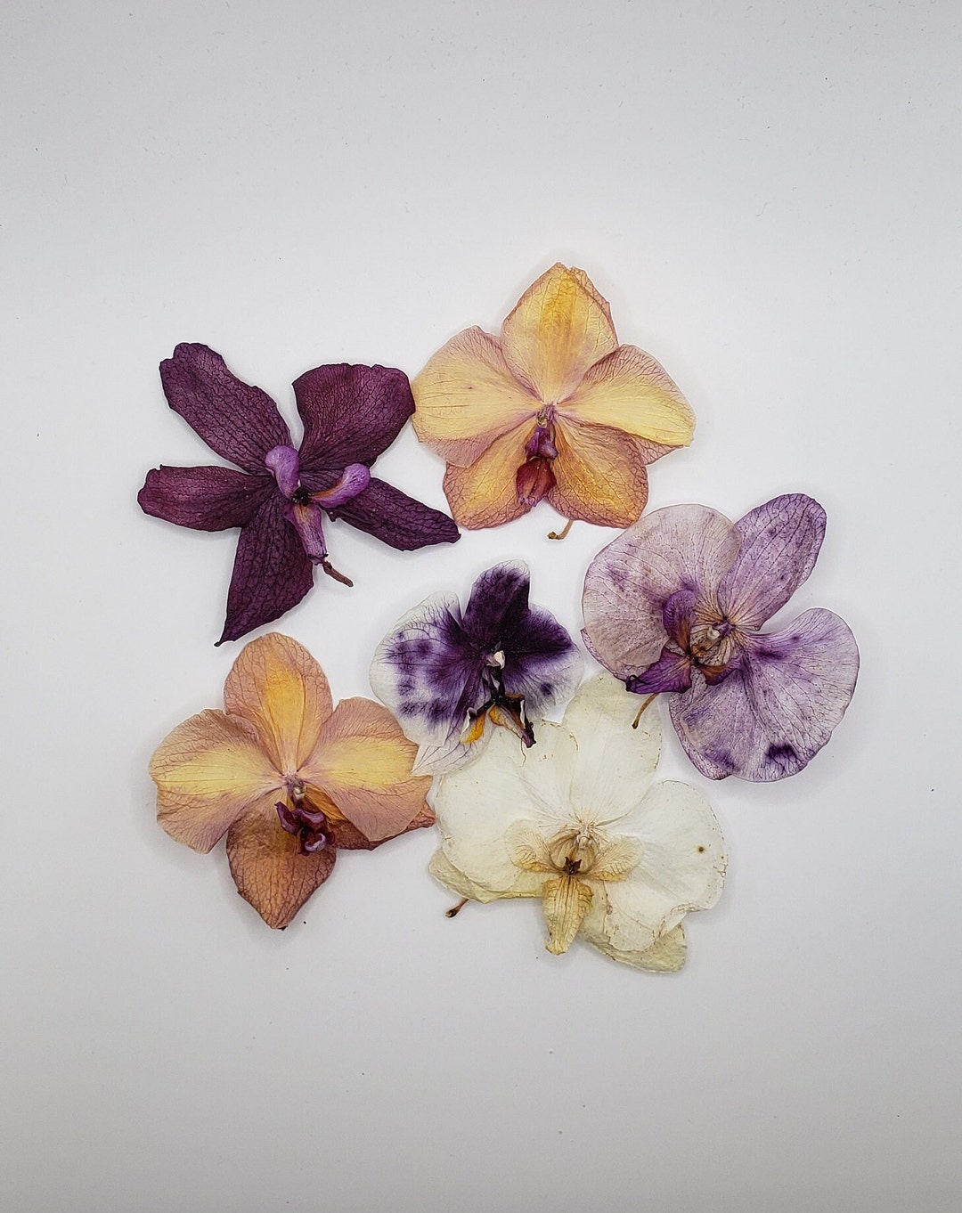Not Flat Dried Orchid Flowers for Crafts, for Wall Art, Botanical Art