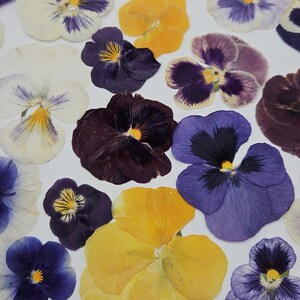 Pressed Dried Pansy Set, Pressed Flowers, 30 pcs image 3