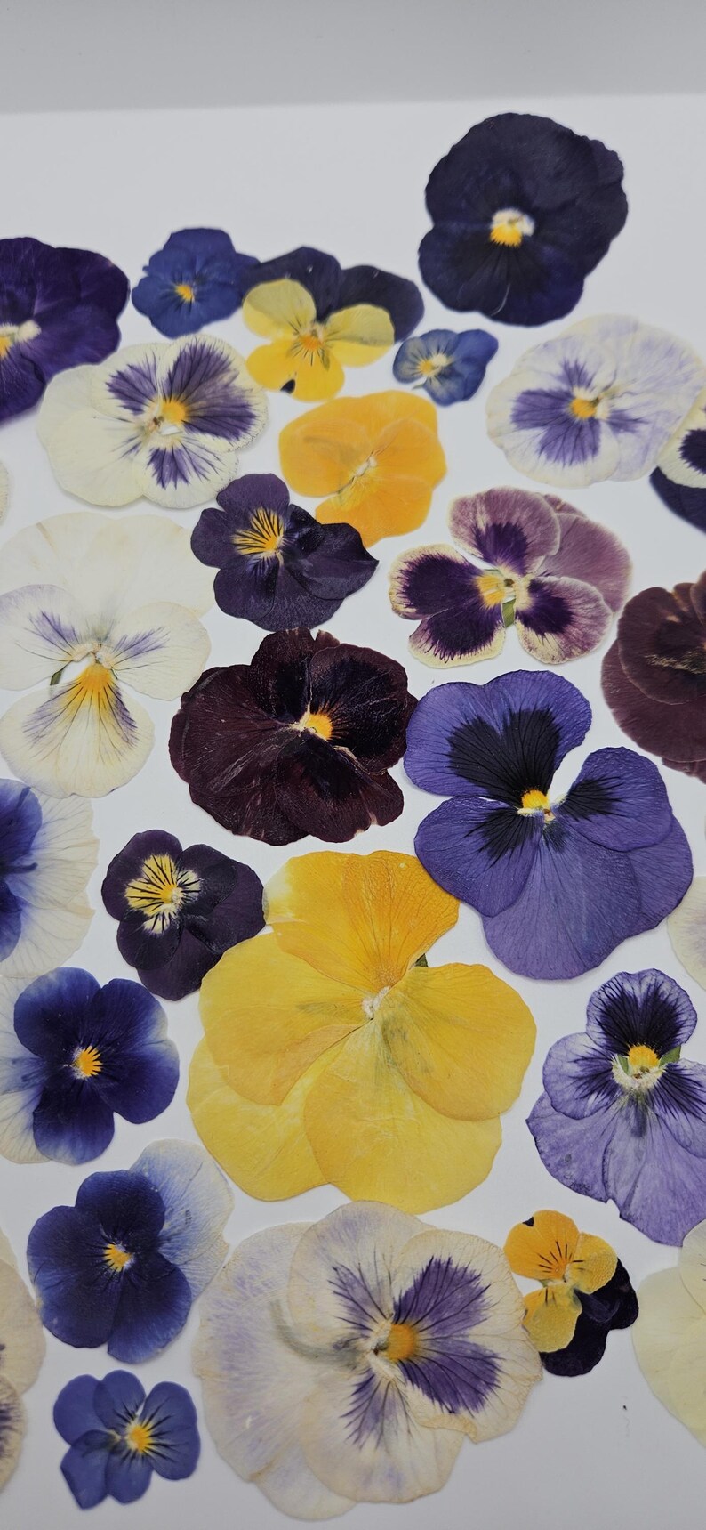 Pressed Dried Pansy Set, Pressed Flowers, 30 pcs image 3