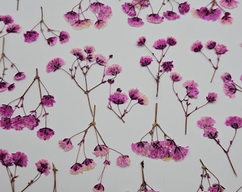 Pressed Pink Baby's Breath Flowers, 20 Pieces