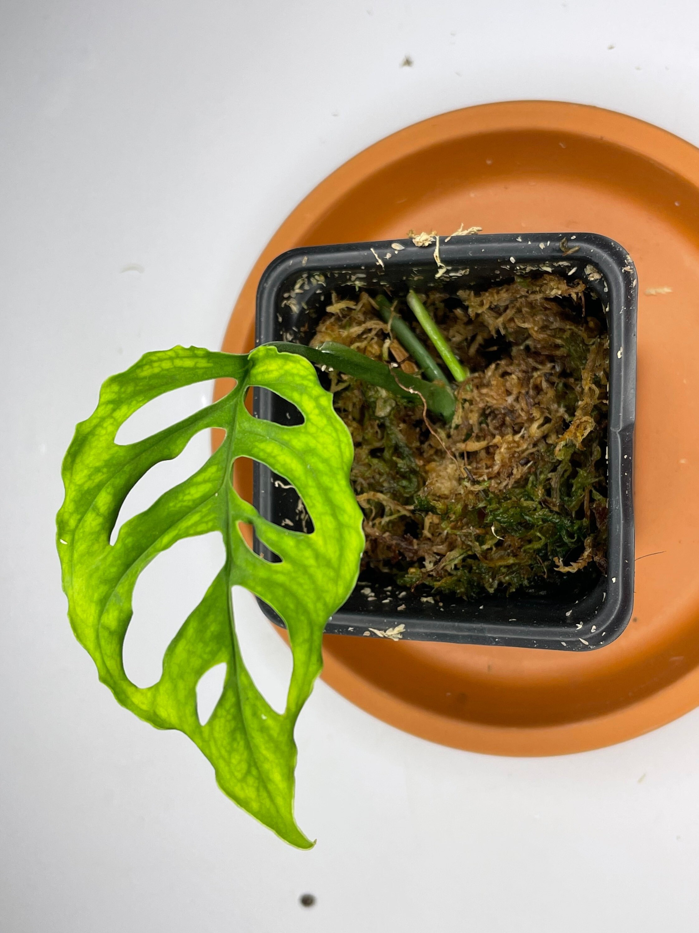 Noeud/Feuille de Monstera Obliqua Peru | Plante Rare