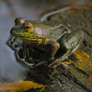 Pig Frog in Brooker Creek Preserve (Tarpon Springs, FL)