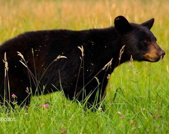 Orso nero a Cades Cove