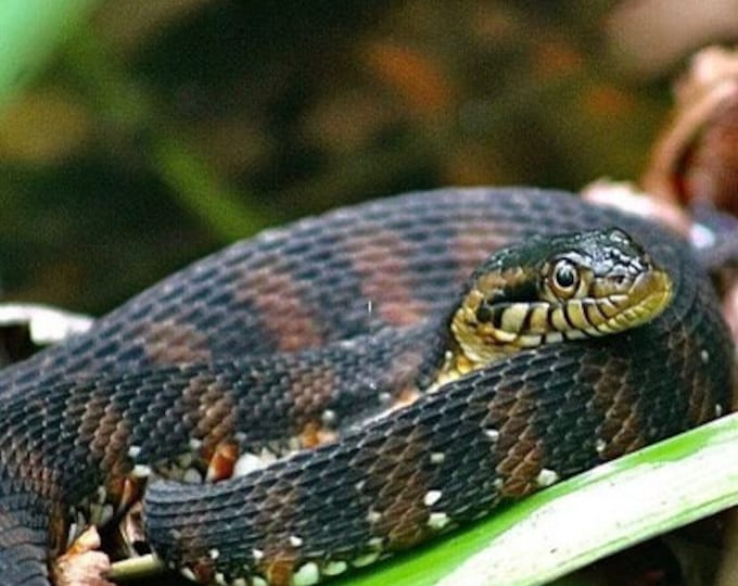 Banded Water Snake - Etsy