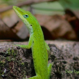 Green Anole
