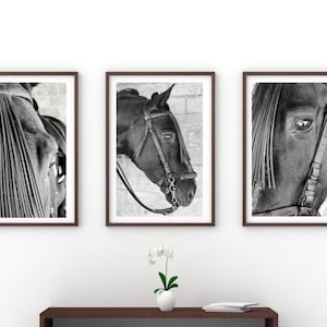 Set of 3 Black and White photos of a Black Spanish Horse on high quality glossy paper